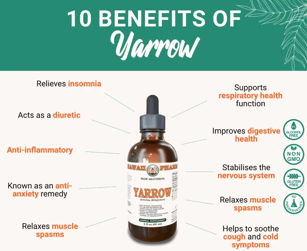 benefits-yarrow-hawaii-pharm.webp