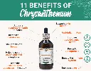 benefits-chrysanthemum-hawaii-pharm.webp